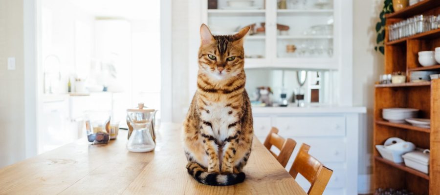 Kočka, stůl